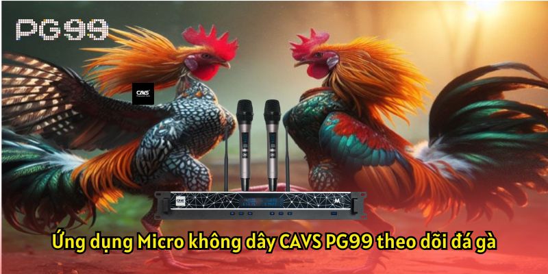 Ứng dụng Micro không dây CAVS PG99 theo dõi đá gà PG99